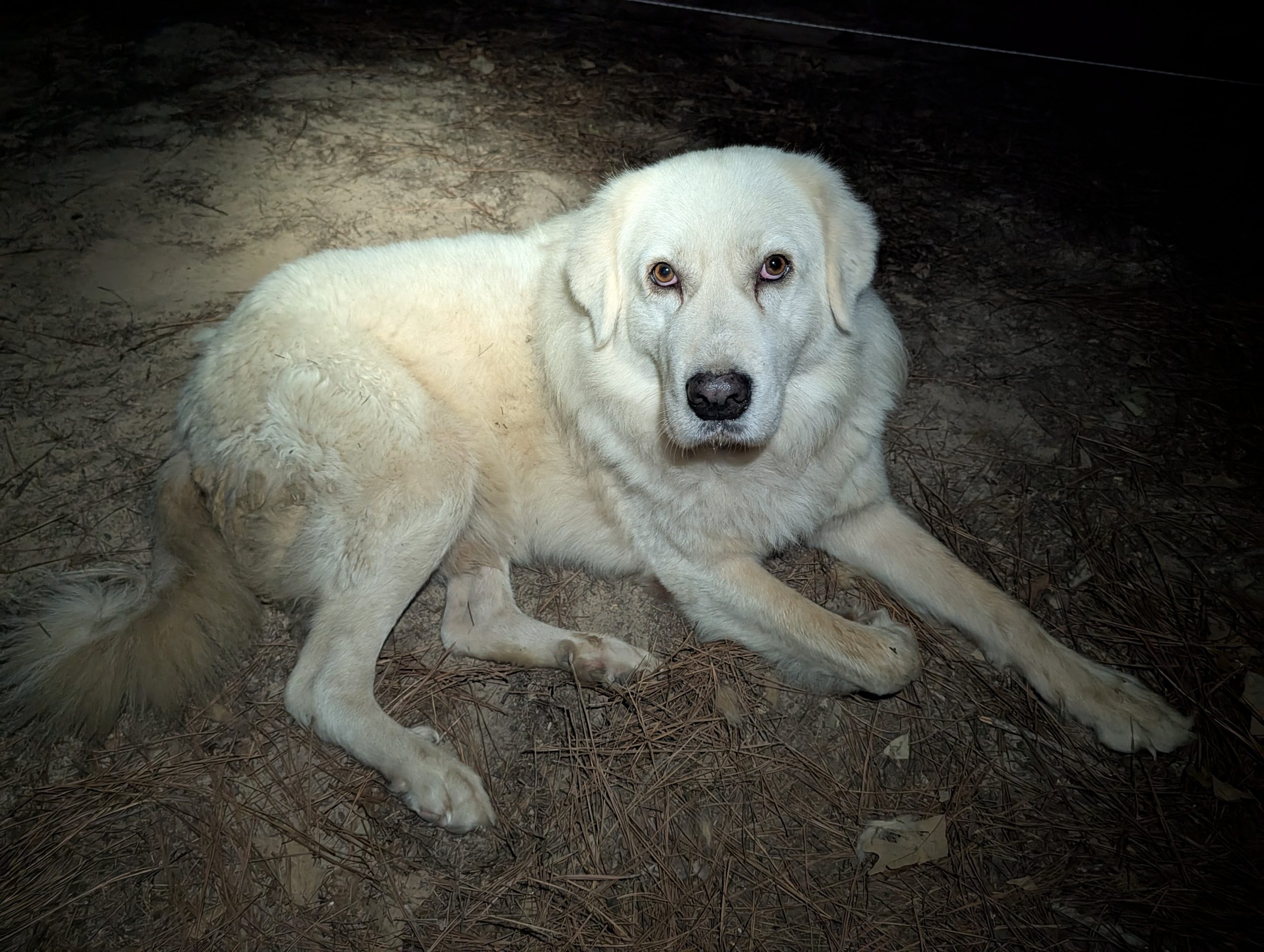Livestock Guardian Dogs Handfuls of Purpose Farm